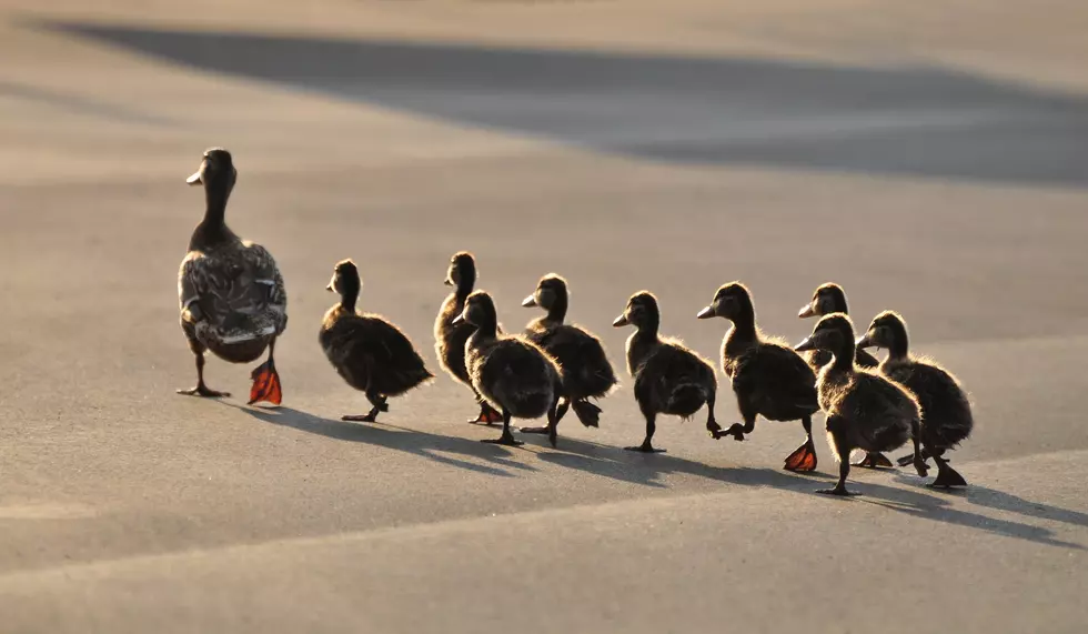 This Is Just Ducky!