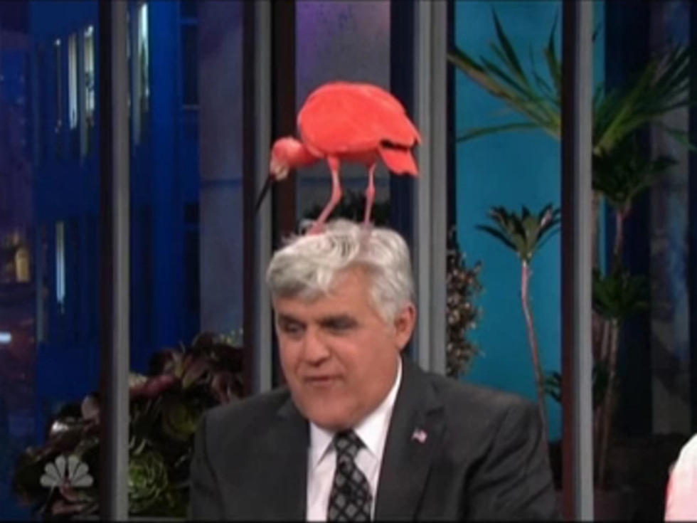 Bird Roosts on Jay Leno’s Head on ‘The Tonight Show’ [VIDEO]