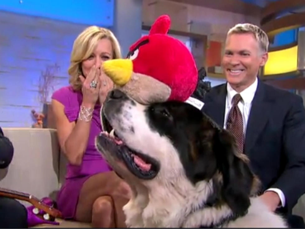 Jub Jub the Dog Does His Cute Balancing Routine Live on ‘GMA’ [VIDEO]
