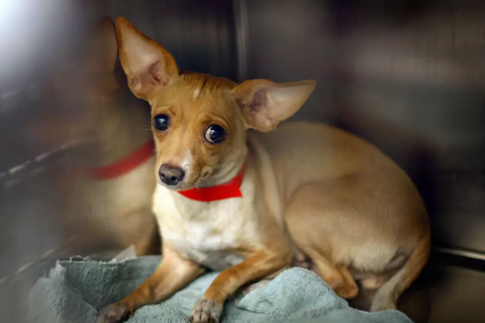 200 Mistreated Chihuahuas Rescued from Pennsylvania Home