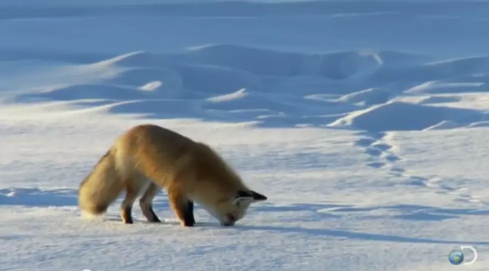 First Best Video of 2014: Fox Diving Into Snow After Mice [VIDEO]