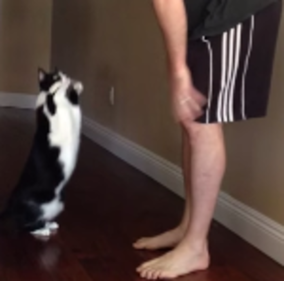Kitty Wants A Hug [VIDEO]
