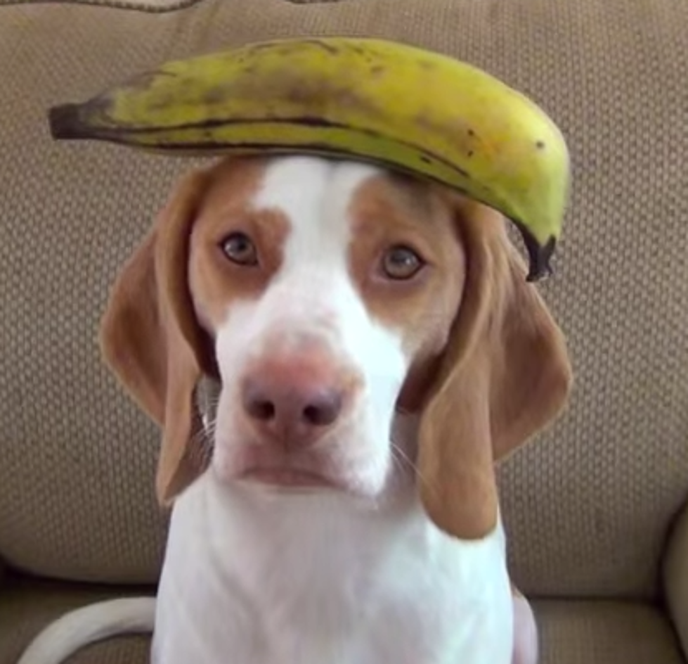 Fruits And Vegetables On A Dog’s Head [VIDEO]