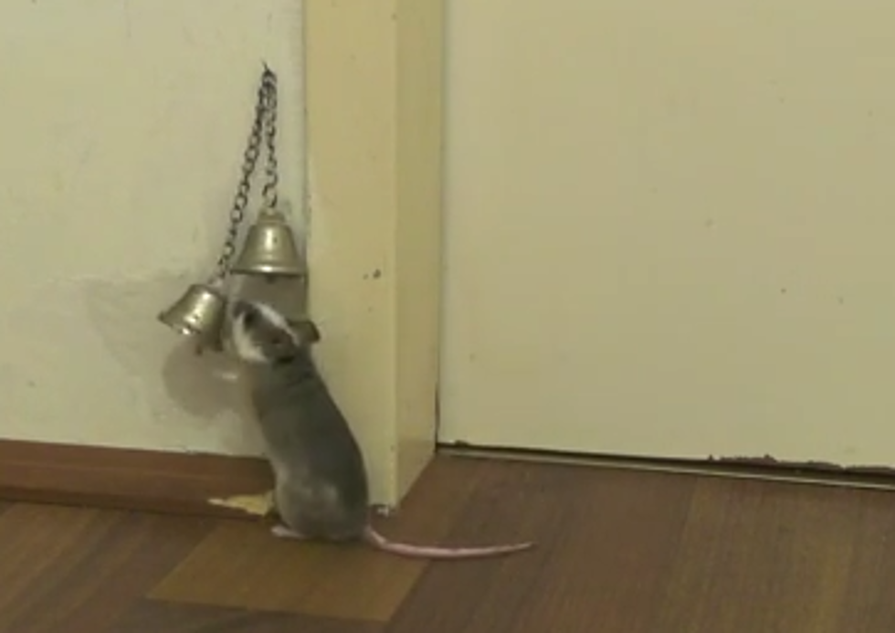Pet Mouse Trained To Work A Door Bell [VIDEO]