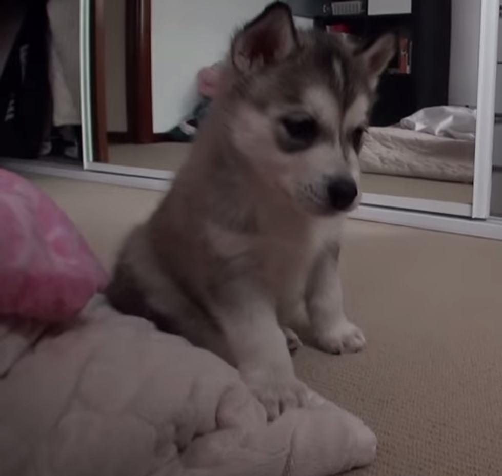 Puppy’s First Week [VIDEO]