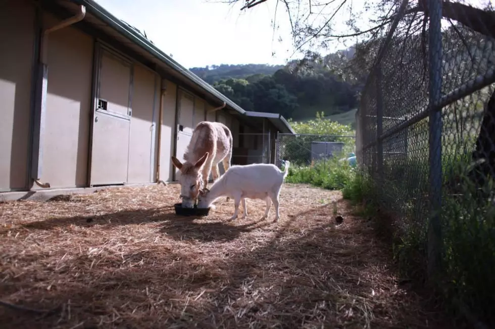 A Story About Mr. G and Jellybean &#8211; Best Friends for Life [VIDEO]