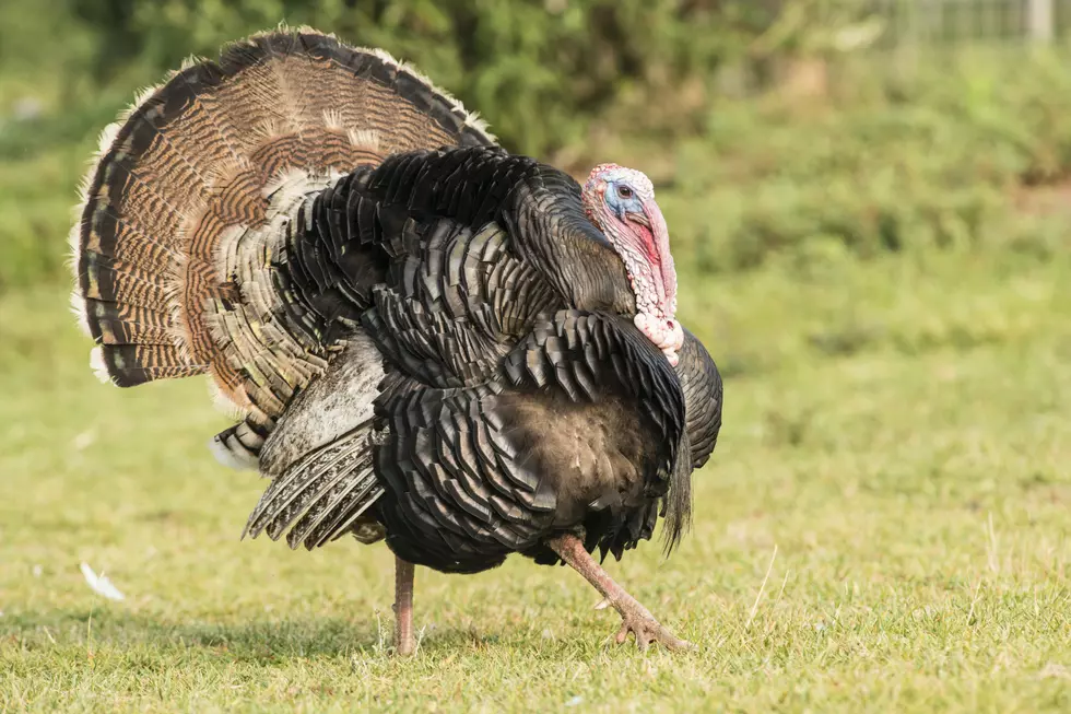 A Turkey Spins Around in Circles Until It Gets So Dizzy, It Falls Over [VIDEO]