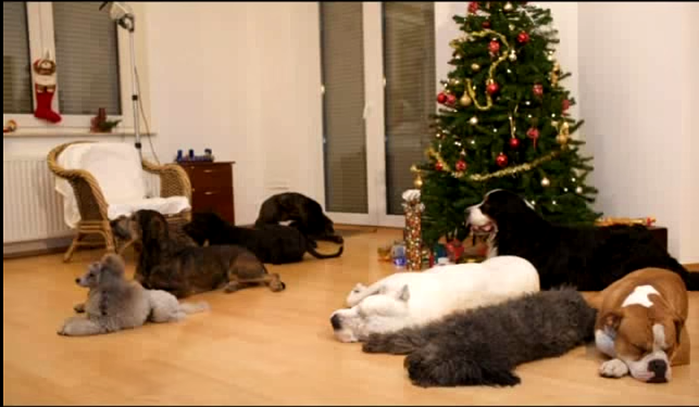 A Magical Christmas Video for Dog Lovers [VIDEO]