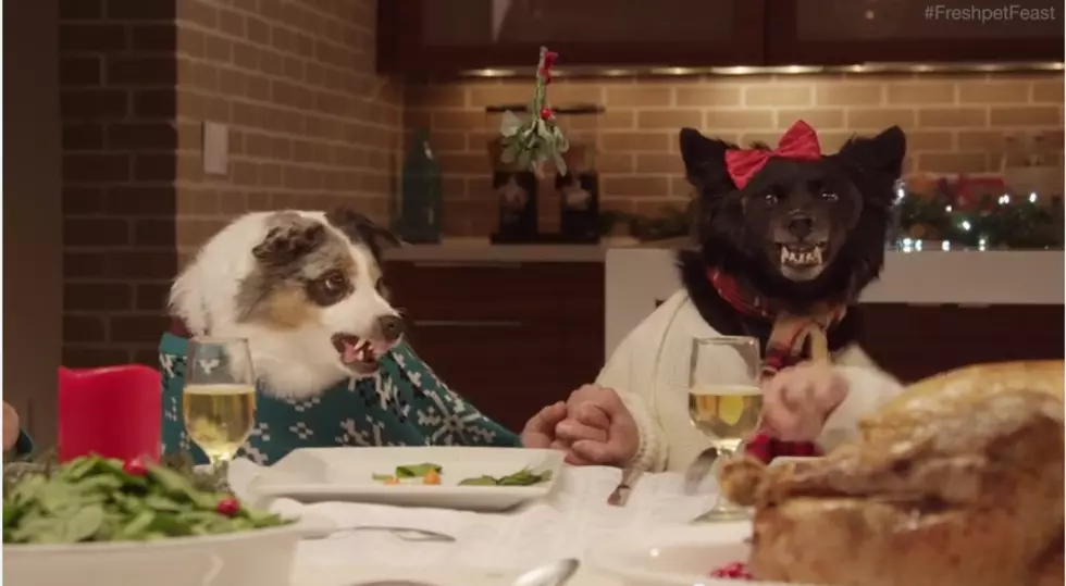 13 Dogs and 1 Cat Share a Holiday Feast and What Happens is Completely Hysterical [VIDEO]