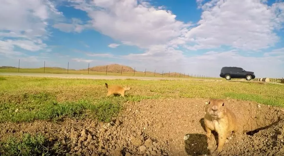 Hanging Out With Prairie Dogs [VIDEO]