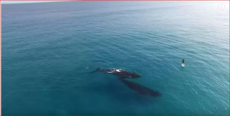 Breathtaking Video Shows Whales Around Paddleboarder [VIDEO]