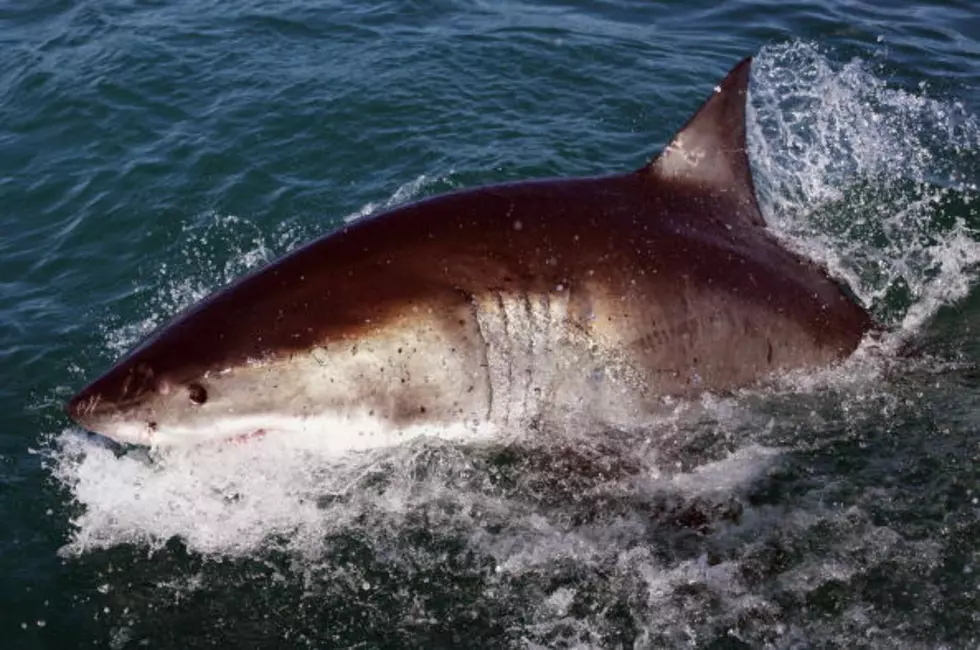 &#8216;Jaws&#8217; Ain&#8217;t Got Nothin&#8217; On This Shark! [VIDEO]