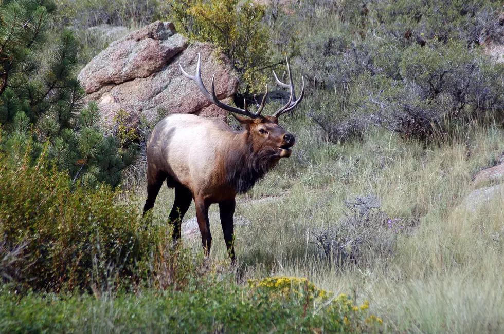 Intern Elk Sighting