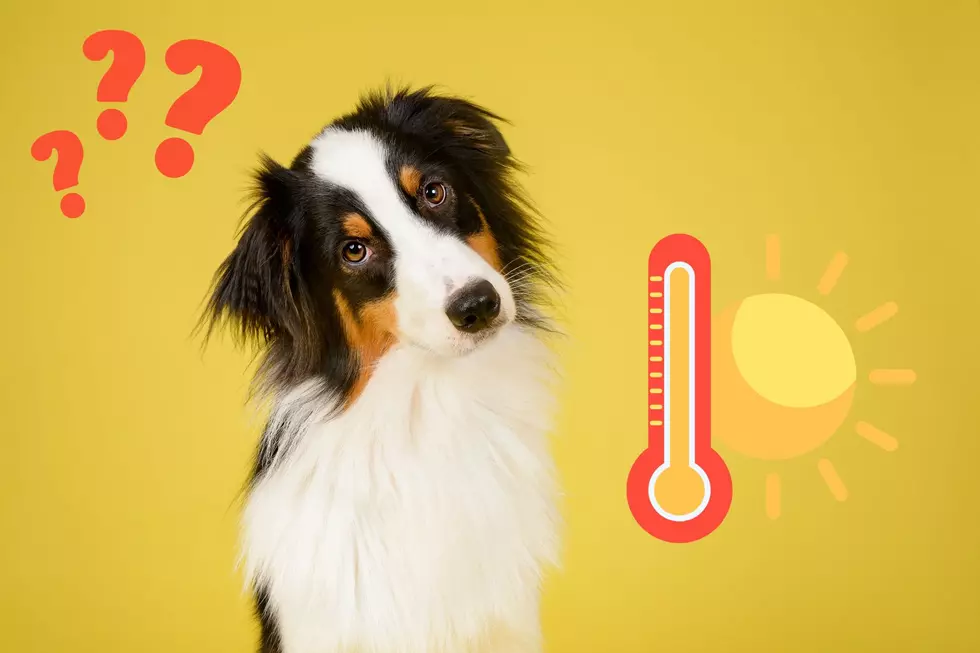 Dogs In Heat - Can Your Dog Take Oklahoma's Heat?
