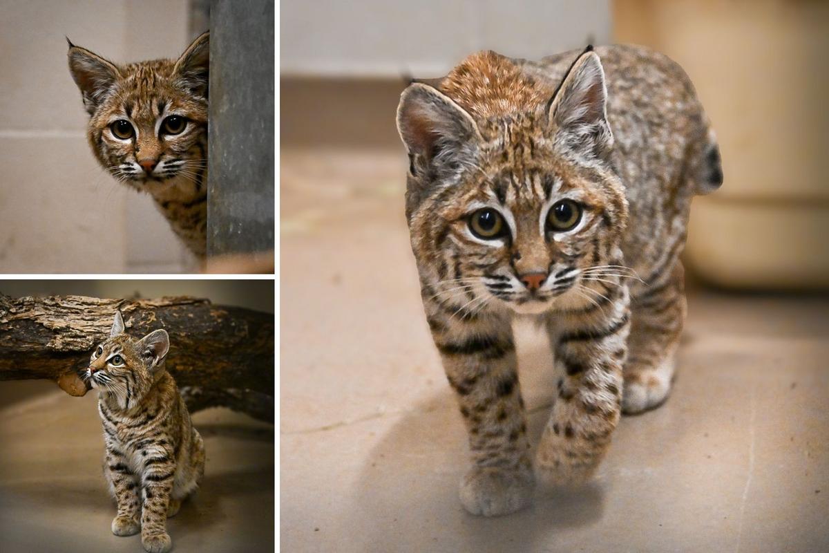 Kitten Feature New Bobcat Kitten From California Joins OKC Zoo Family