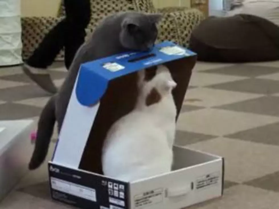 Cat Traps Fellow Cat in Box And Won’t Let It Out [VIDEO]