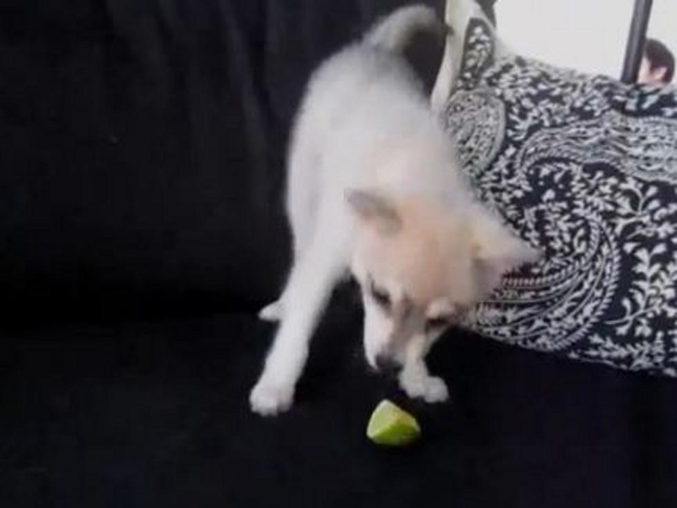 Cute Puppy Freaks Out After Tasting a Lime for the First Time [VIDEO]