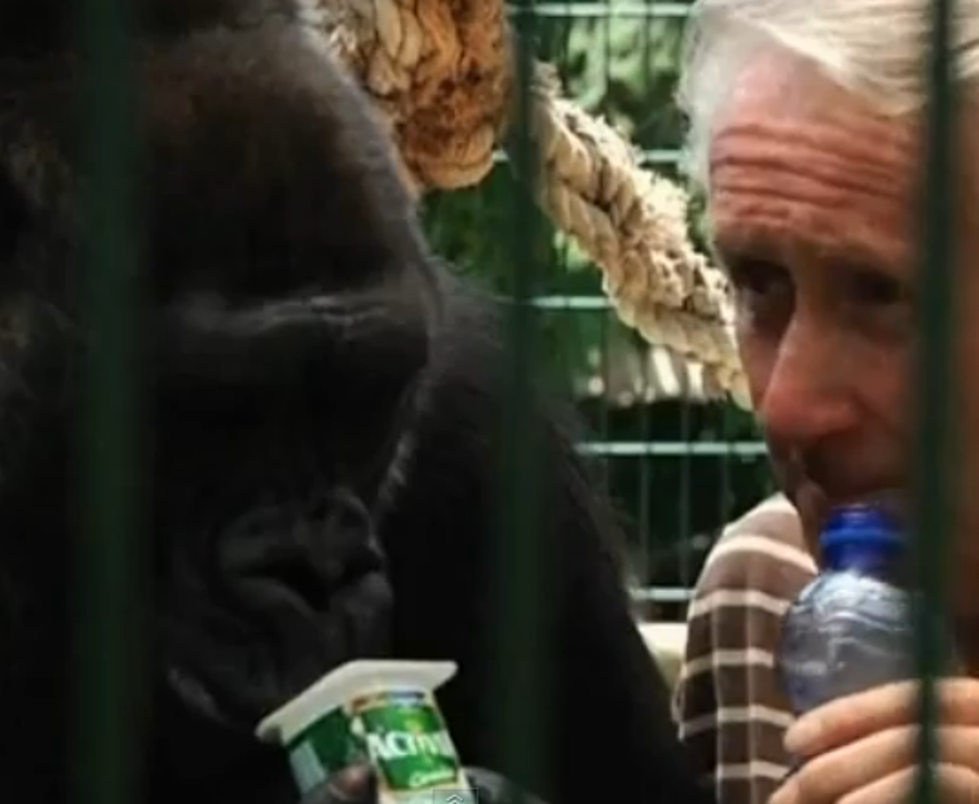 Couple Has Raised Gorilla as Daughter for 13 Years [VIDEO]