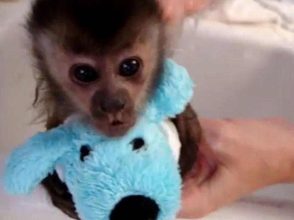 Adorable Baby Monkey Clutches Stuffed Toy During Bath Time [VIDEO]