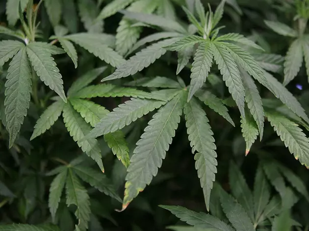 Two Initiatives Seek To Legalize Recreational Marijuana