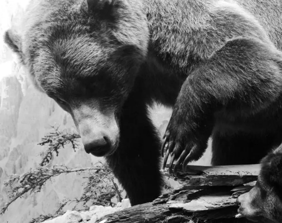 $10,000 Reward Offered In Grizzly Bear Shooting (Mother And Cub)
