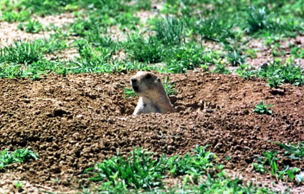 Prairie Dogs &#8211; I Prefer The Pink Mist Over Poison But&#8230;