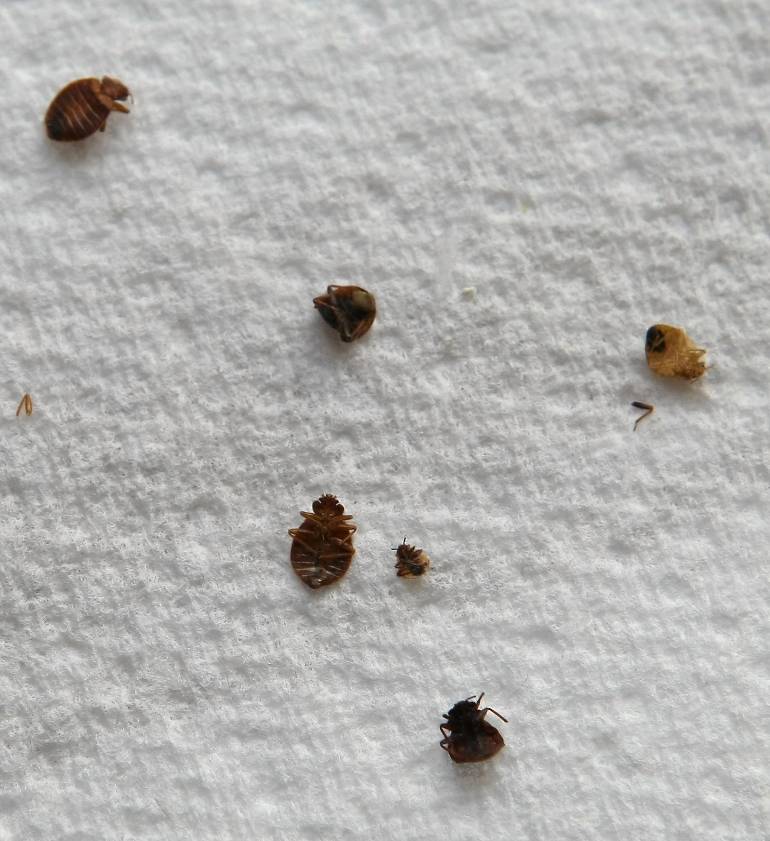 bed bugs at blue chip casino