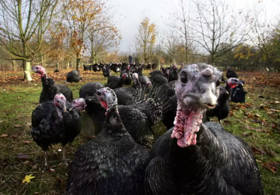 Truth About Turkey Dinner [VIDEO]