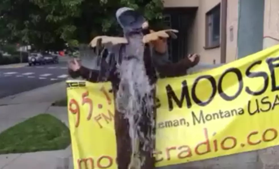 The Moose Accepts the Ice Bucket Challenge