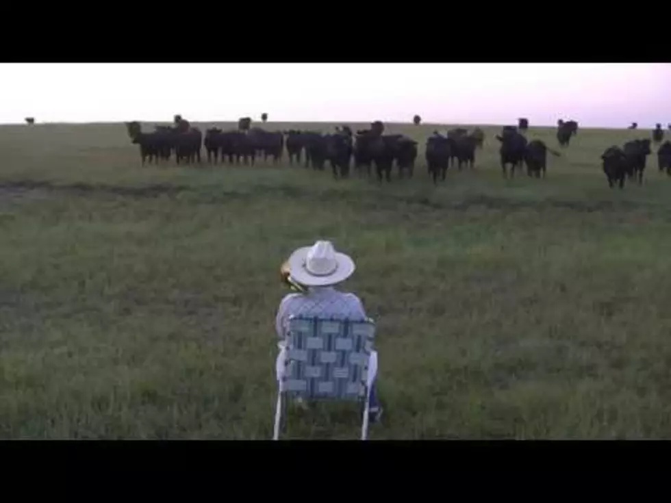 Serenading Cattle With A Trombone [VIDEO]