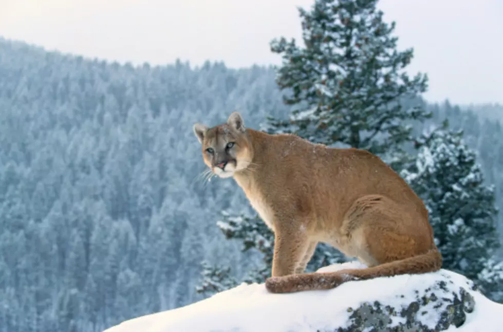 Meeting to Discuss 2015 Mountain Lion Season Set for Tuesday, March 3