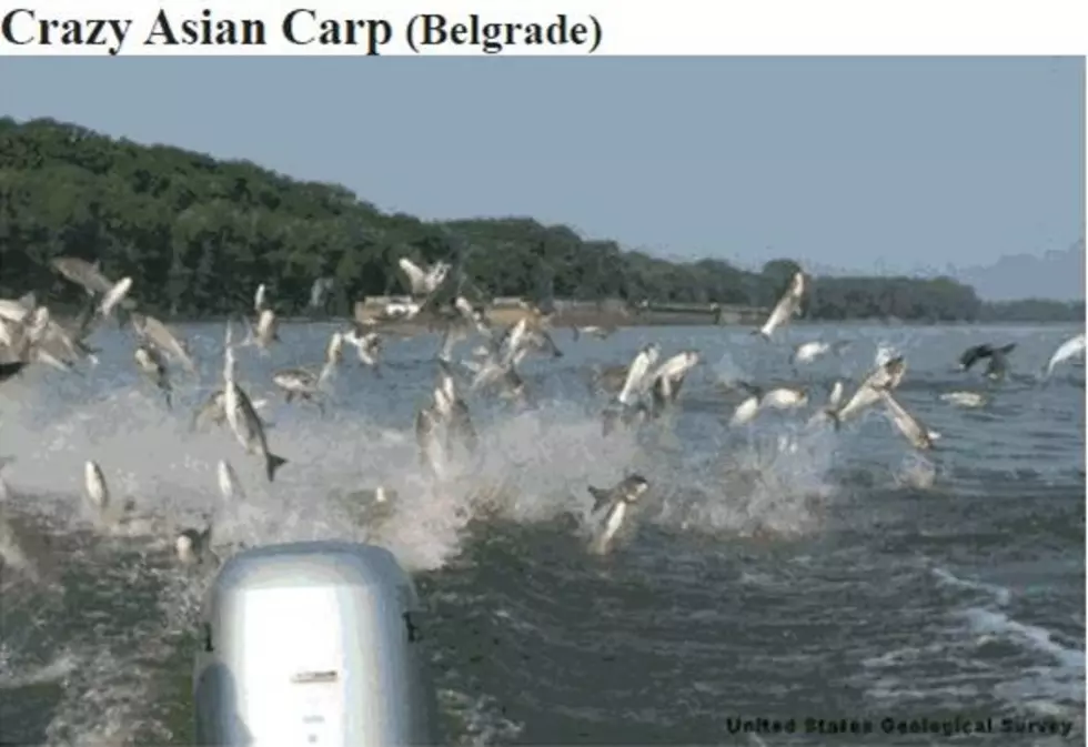 Craigslist Asian Carp Post Determined To Be A Hoax