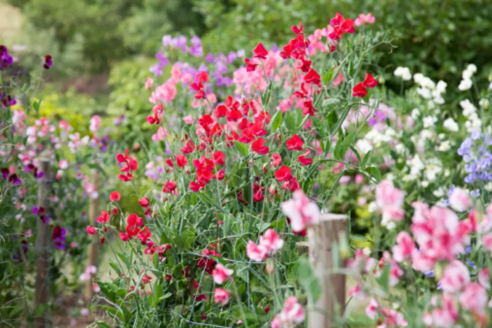 Sweet Pea Festival is giving out packets of sweet pea seeds this week