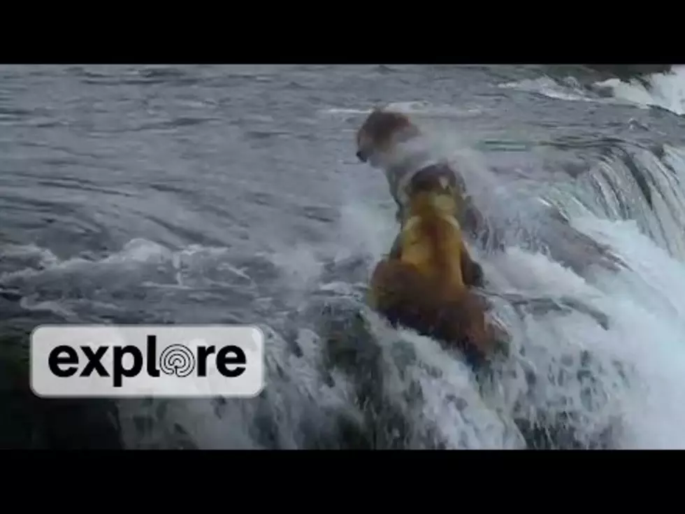 Bear Fight Atop A Waterfall [VIDEO]