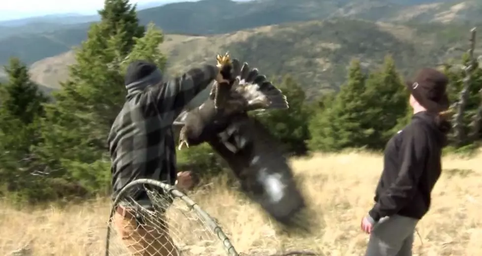 Just How Big Are Golden Eagles in Montana? [VIDEO]