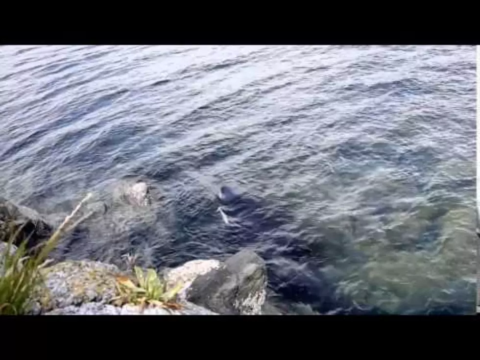This Orca Rescue Will Truly Warm Your Soul [VIDEO]