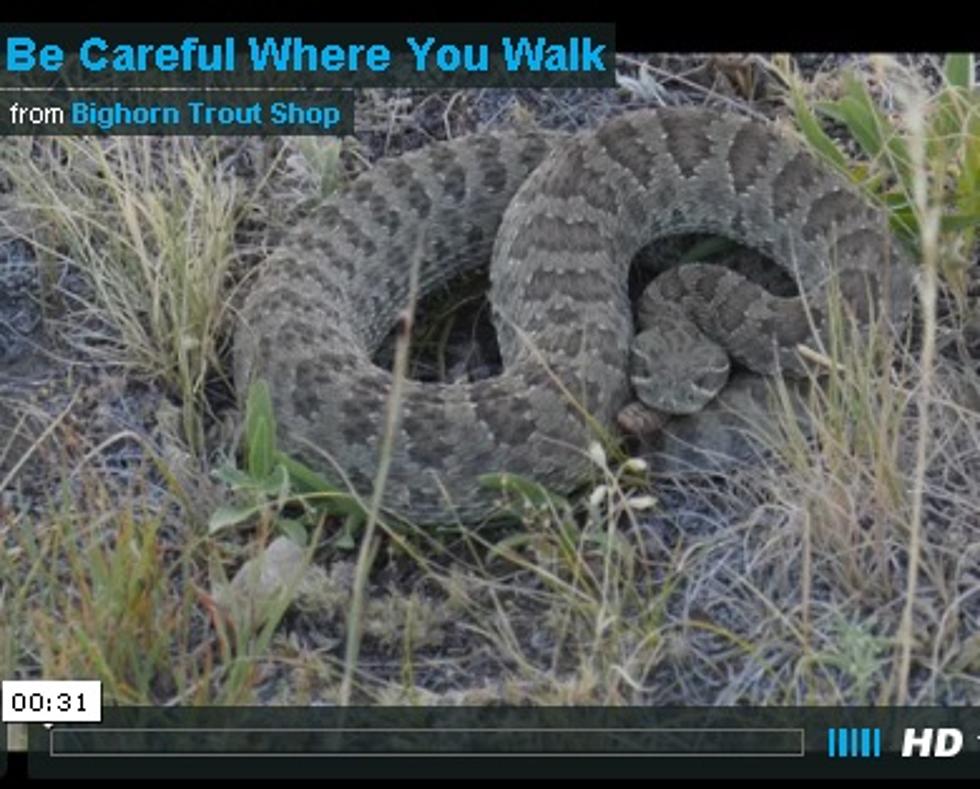 Beware of Rattlesnakes When Out Hiking or Fishing
