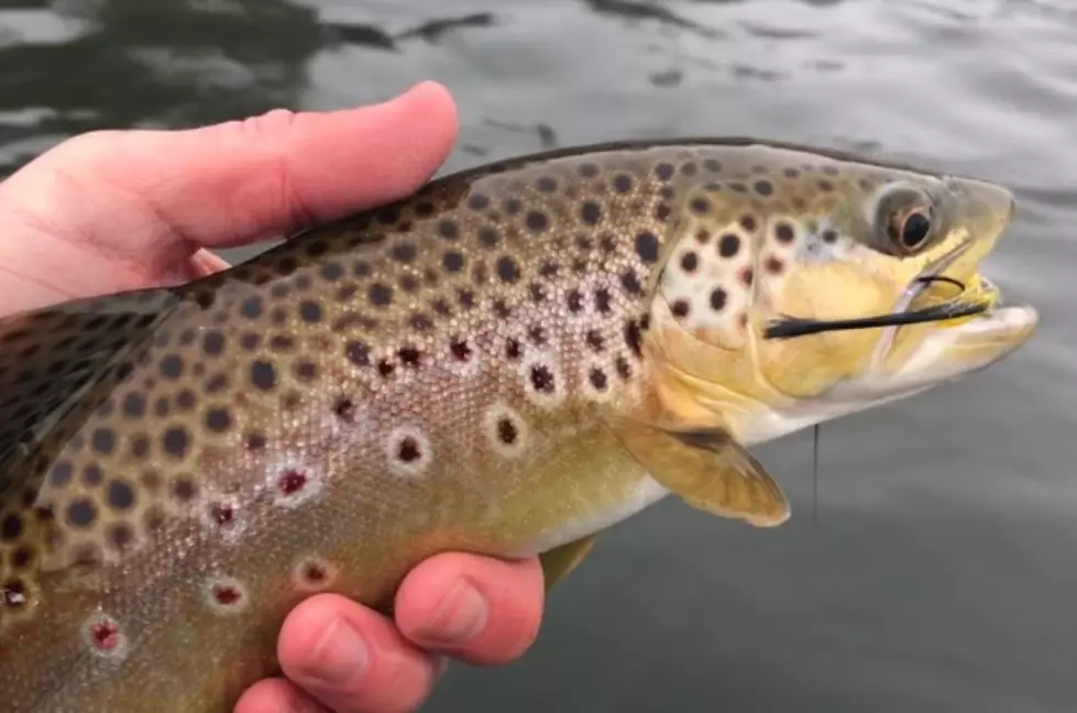 Winter Fishing on the Bighorn River, Montana [WATCH]