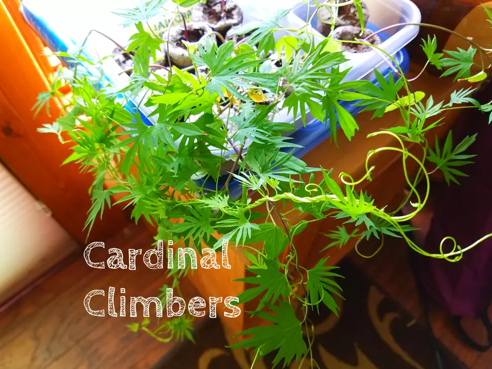 What’s Growing in Bozeman: Late March Edition – Cardinal Climbers