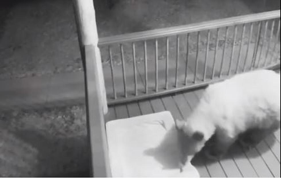 Bear Canyon Residents Catch Unwanted Visitor on Trail Cam [WATCH]