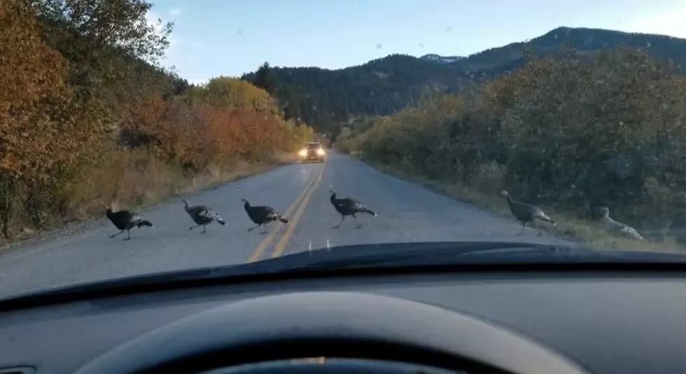 Gang of Turkeys Stop Traffic in Montana [WATCH]