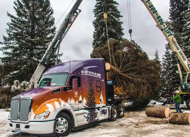 Capitol Christmas Tree Arrives in D.C. from Montana [WATCH]