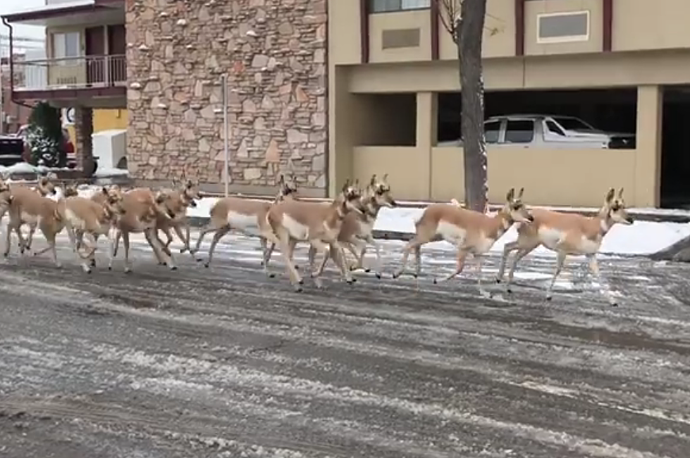 Large Herd of Antelope Run Through Montana Town [WATCH]