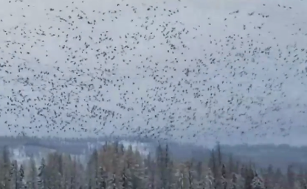 Flock of 10,000 Snow Geese Fly Through Montana [WATCH]