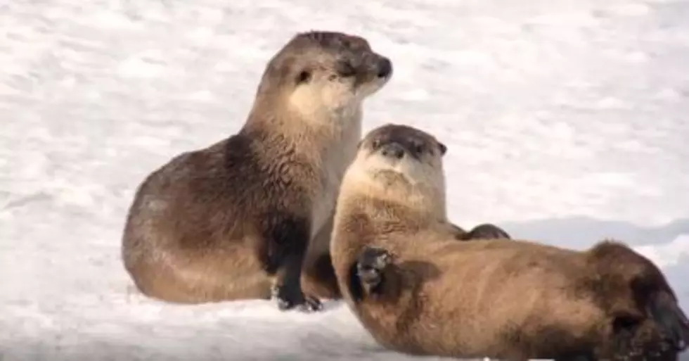Otters Makes the Most of Winter in Yellowstone [WATCH]