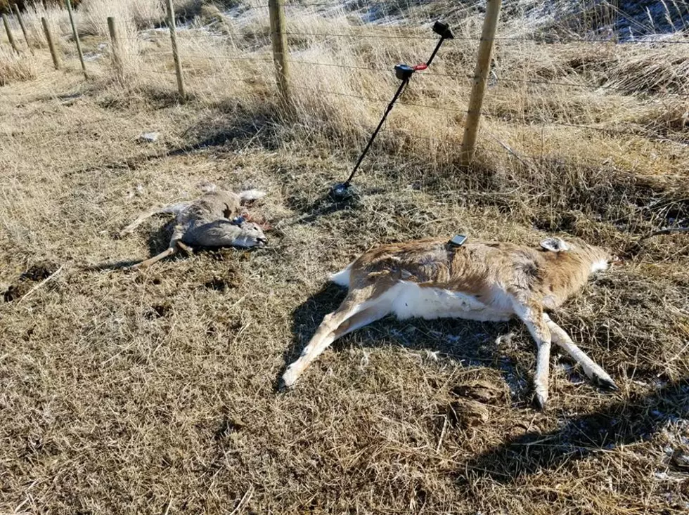 Montana FWP Investigating Poaching Near Whitehall