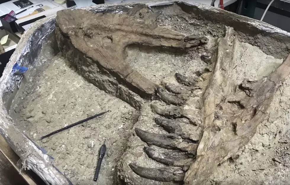 Possible ‘Baby’ Tyrannosaur Fossil Found in Montana