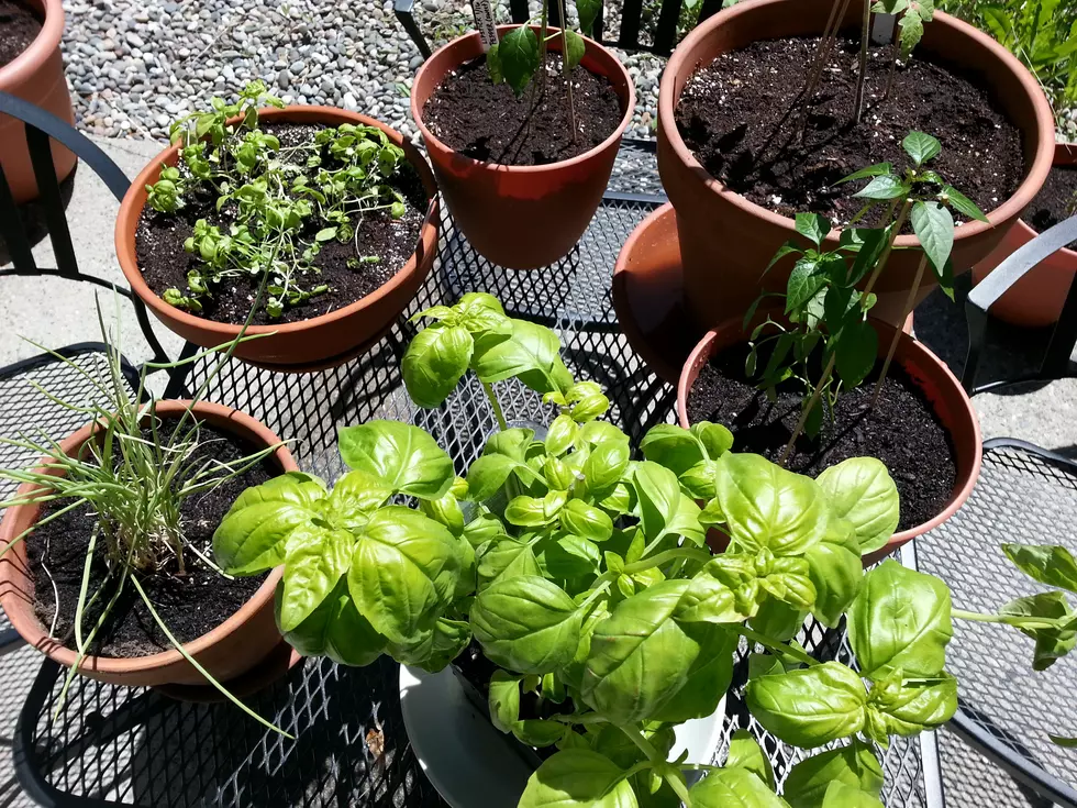 Small Space Gardening Class at the Bozeman Library