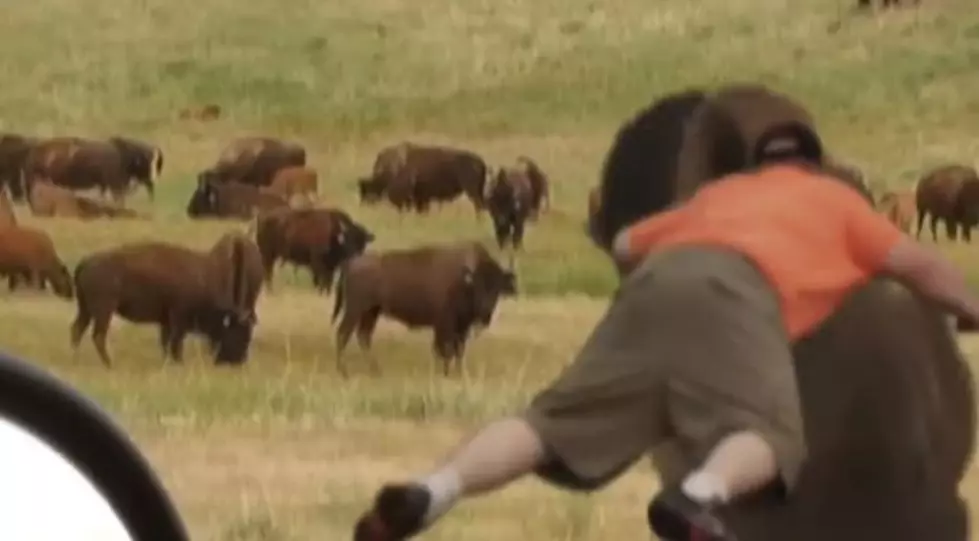 Hilarious Video Depicts Tourist Riding a Bison [WATCH]