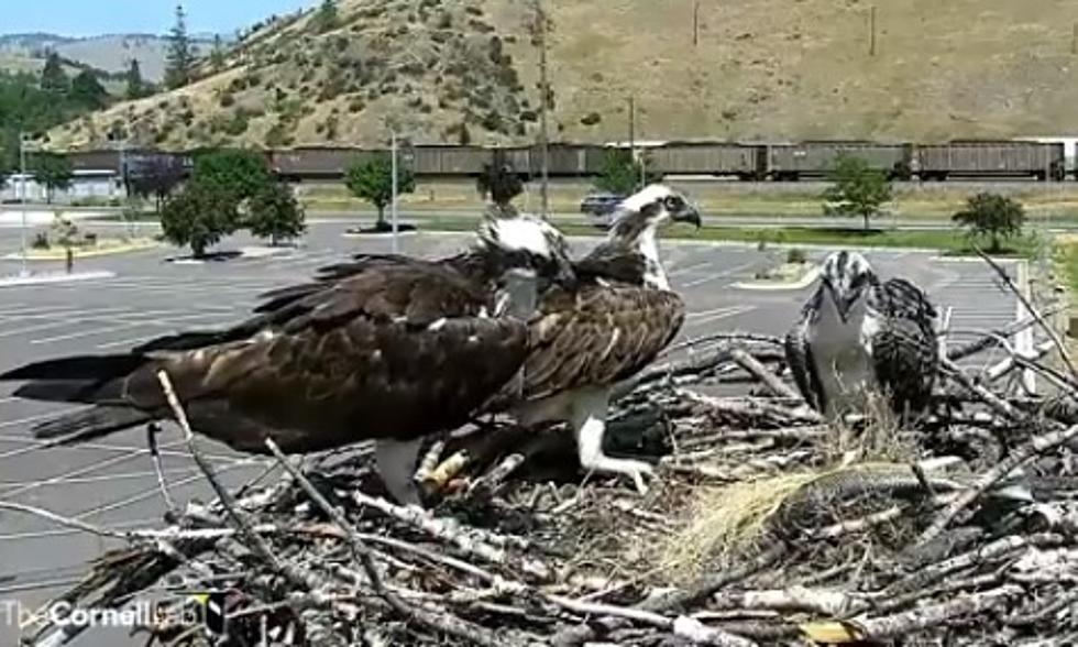 Montana Has the Best Bird Webcams
